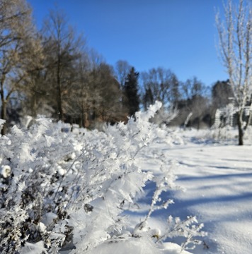 Vir: Botanični vrt Univerze v Mariboru